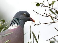 Common Wood Pigeon