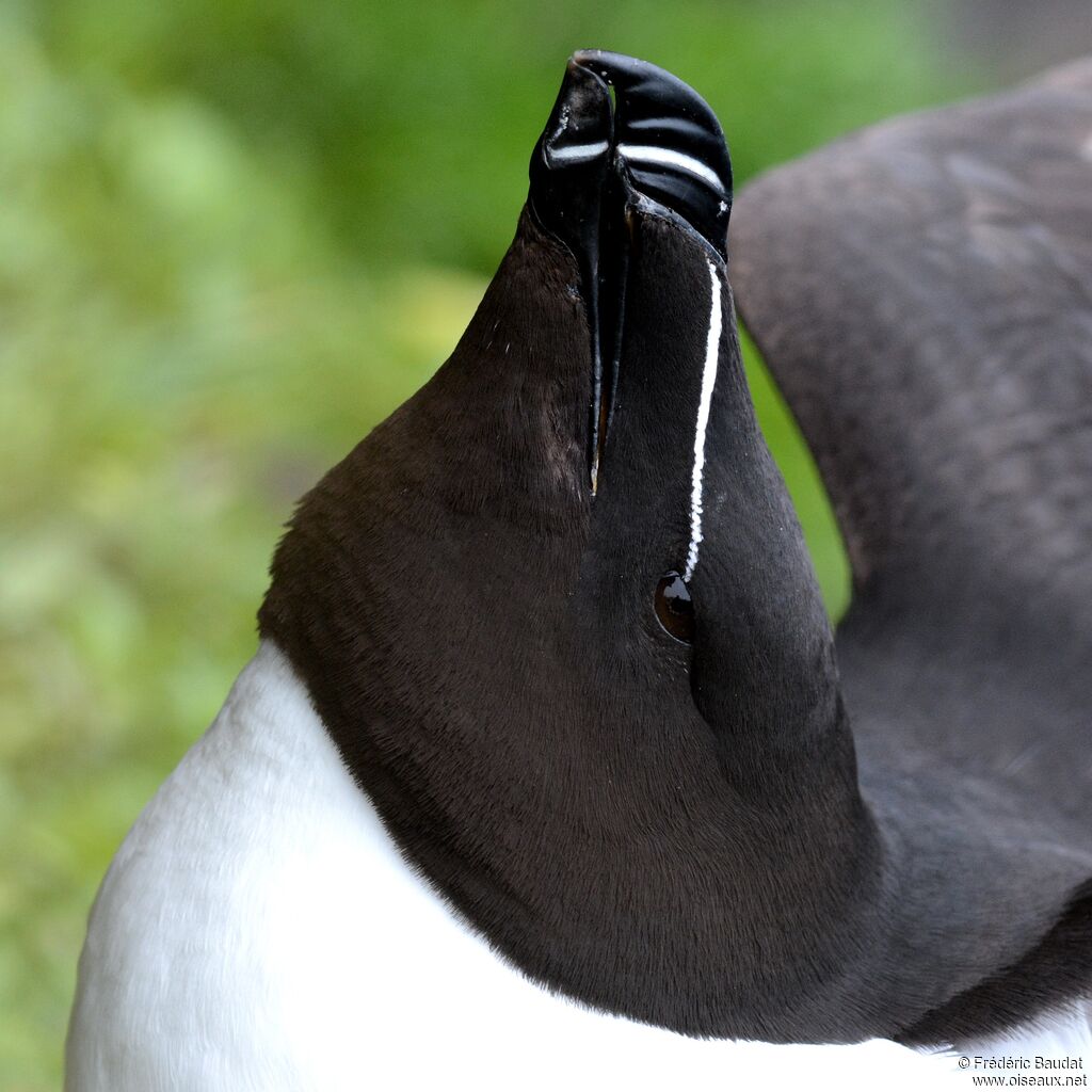 Pingouin tordaadulte nuptial, portrait