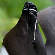 Razorbill