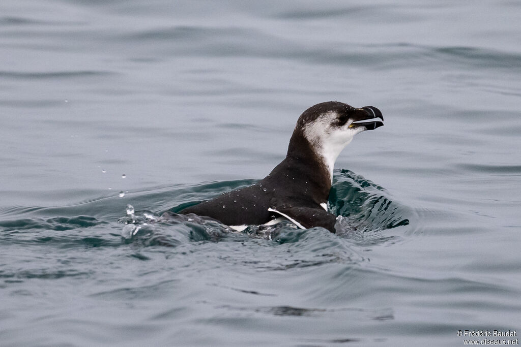 Razorbilladult post breeding, swimming