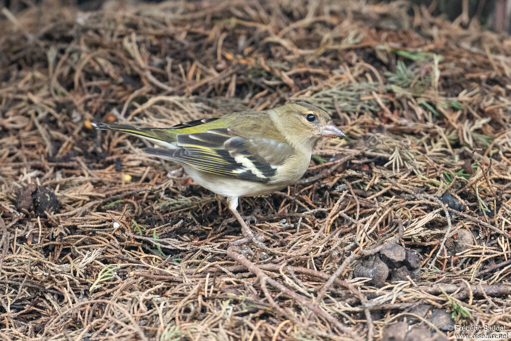 Pinson des arbres femelle