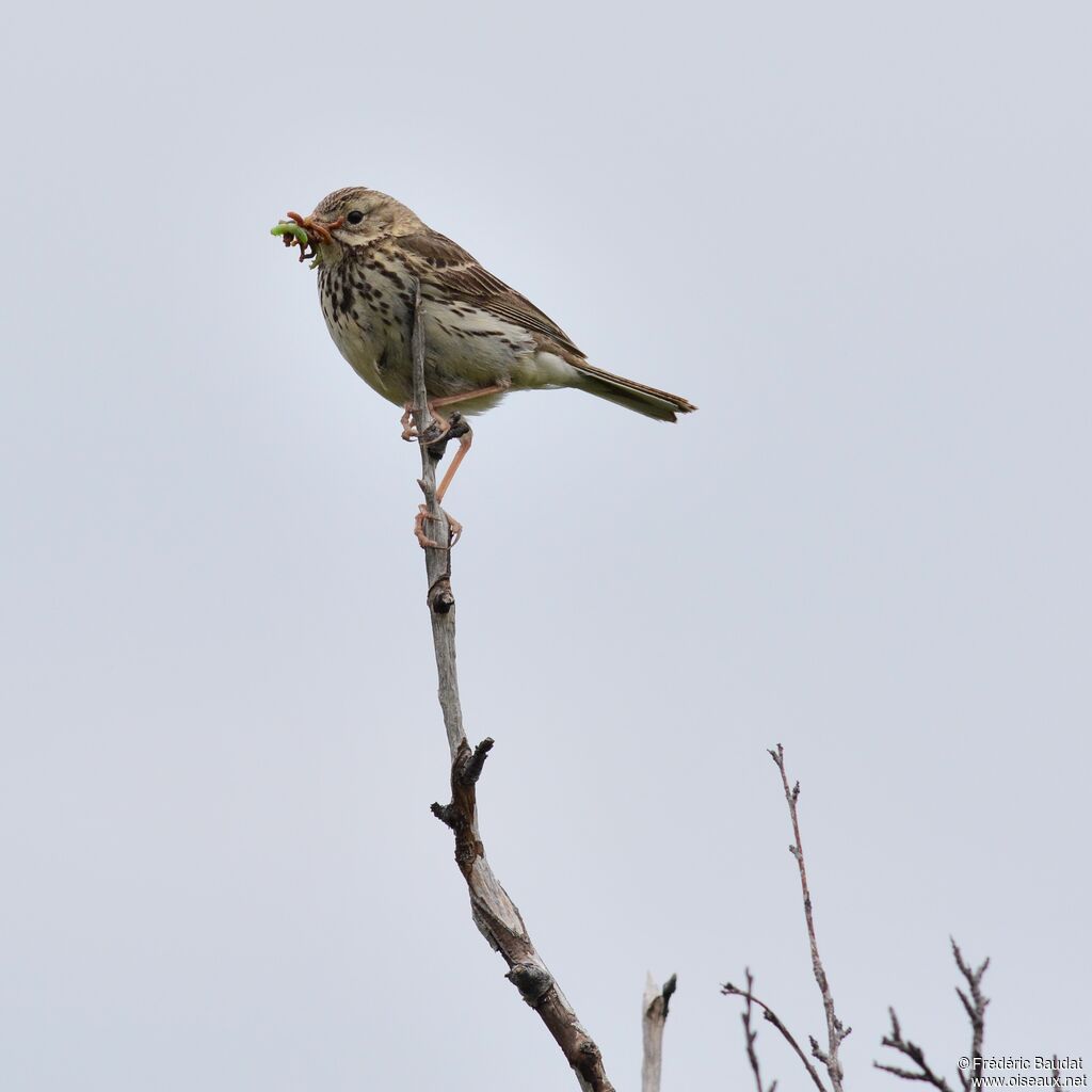 Pipit farlouseadulte nuptial, identification, régime