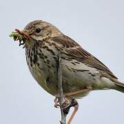 Meadow Pipit