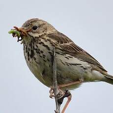 Pipit farlouse