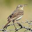 Pipit rousseline