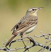 Tawny Pipit