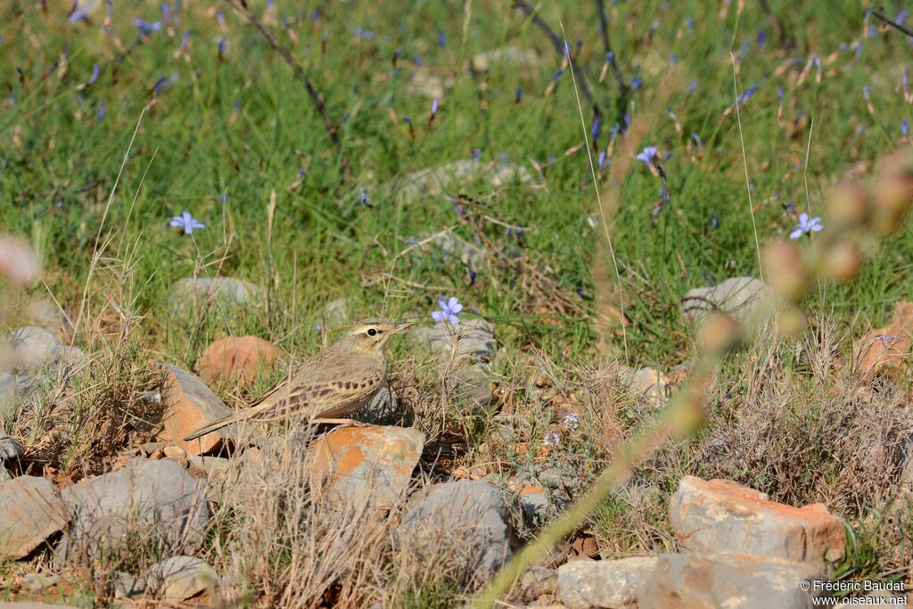 Pipit rousselineadulte, identification