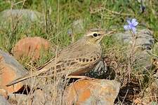 Pipit rousseline