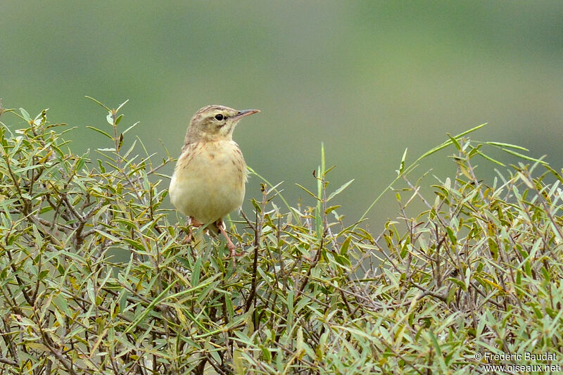 Pipit rousselineadulte