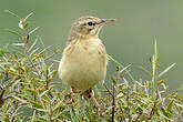 Pipit rousseline