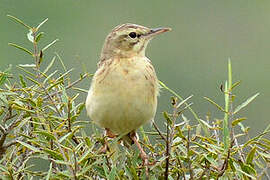 Pipit rousseline