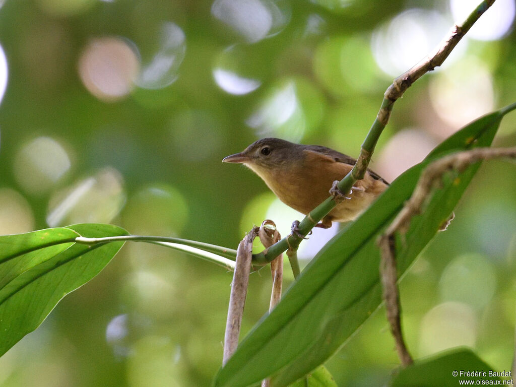 Little Shrikethrush