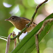 Pitohui châtain