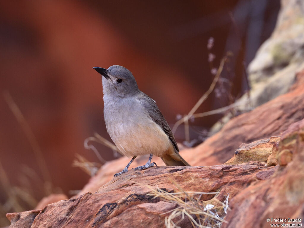 Grey Shrikethrush male adult