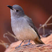 Grey Shrikethrush