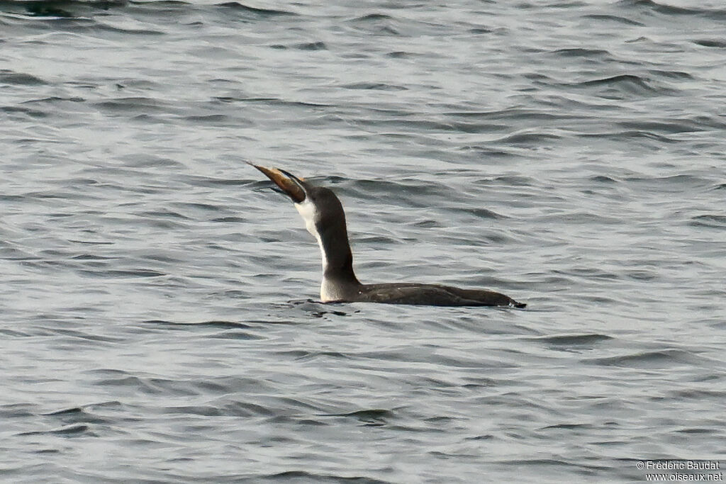 Black-throated Loonadult post breeding, swimming, eats