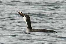 Plongeon arctique