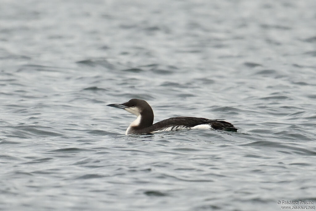 Black-throated Loonadult post breeding, swimming