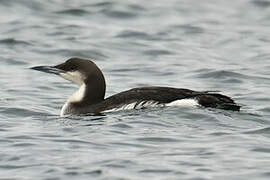 Black-throated Loon