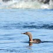 Red-throated Loon