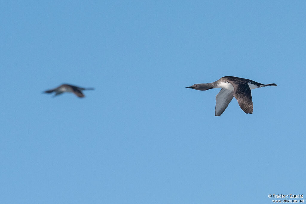 Red-throated Loonadult breeding, Flight