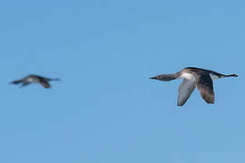 Red-throated Loon