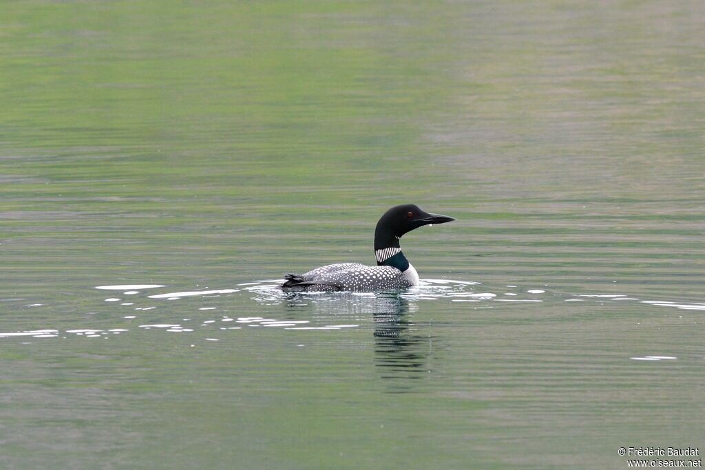 Common Loonadult breeding, swimming