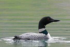 Common Loon