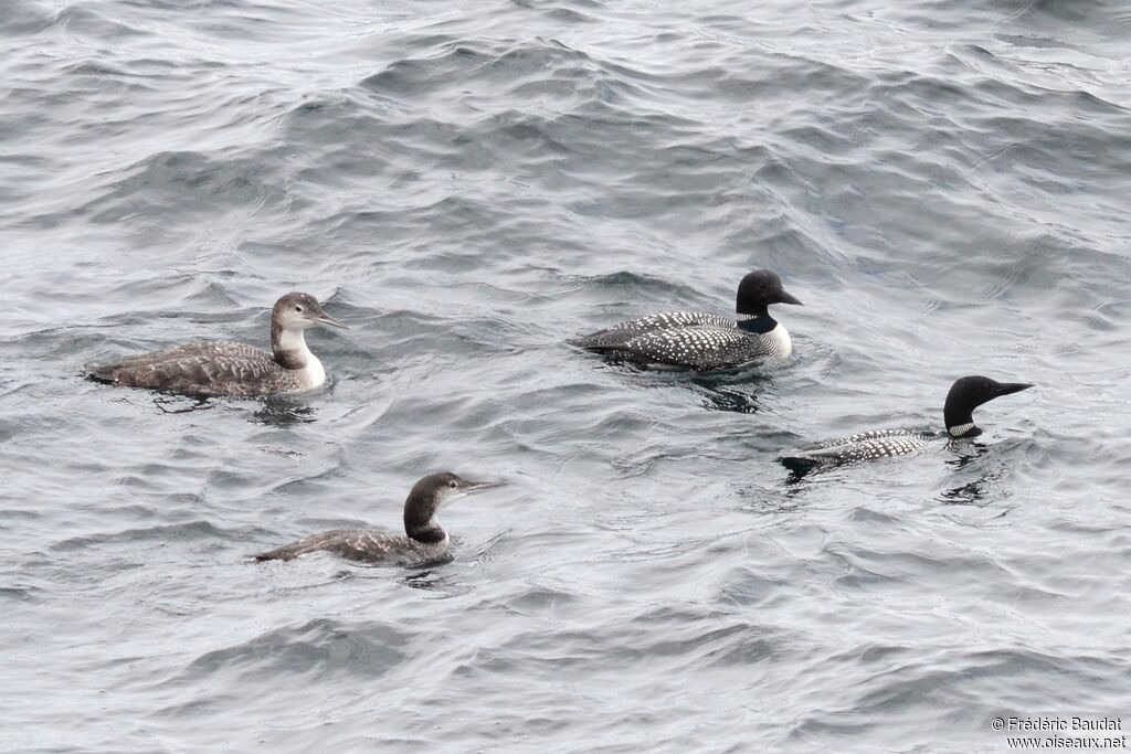 Common Loon, identification, swimming