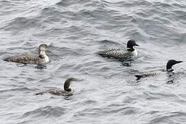 Common Loon