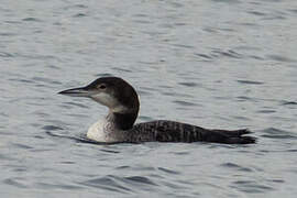 Common Loon