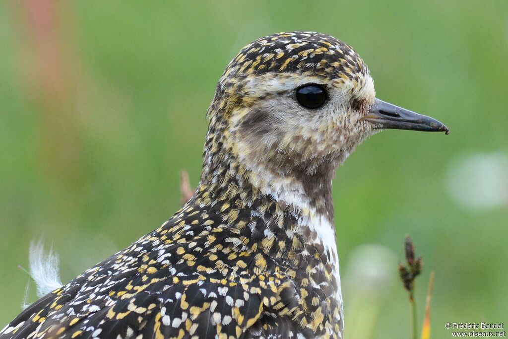 European Golden Ploveradult, close-up portrait