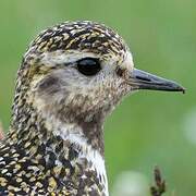 European Golden Plover