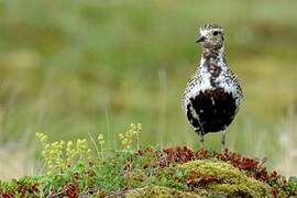 European Golden Plover