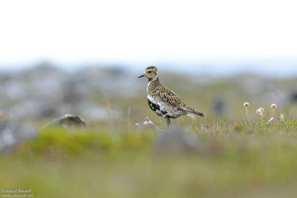 European Golden Ploveradult transition, identification