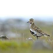 European Golden Plover