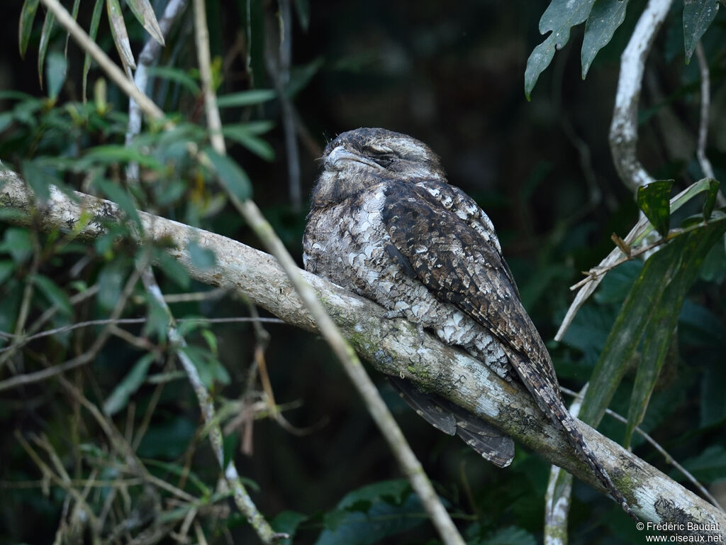 Tawny Frogmouth male adult