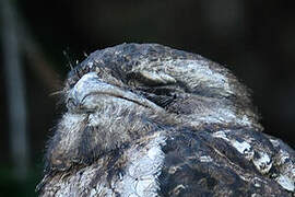 Tawny Frogmouth