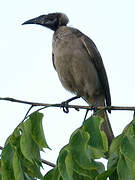 Helmeted Friarbird