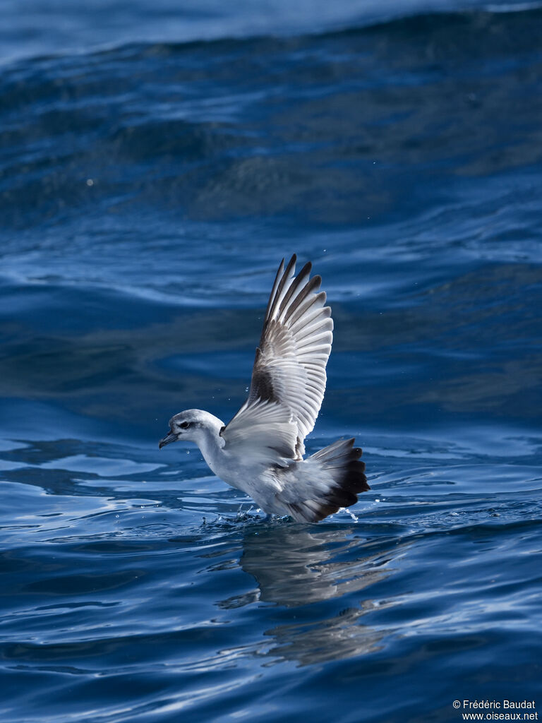 Fairy Prion, Flight