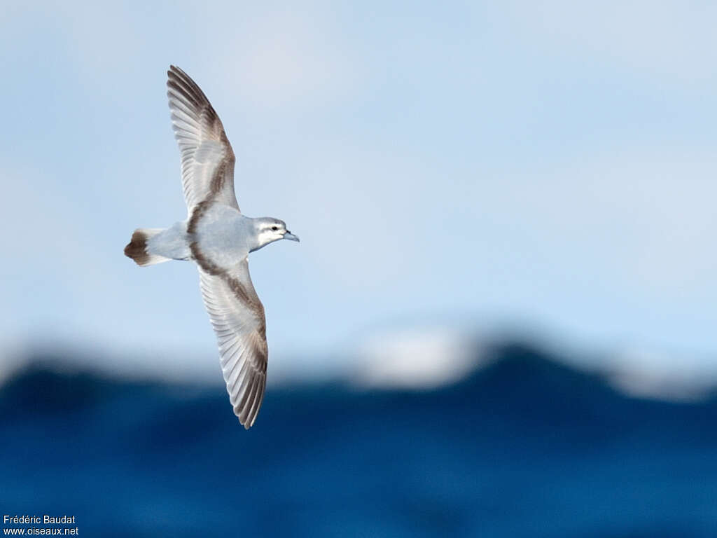 Fairy Prion, pigmentation, Flight