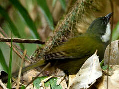 Eastern Whipbird