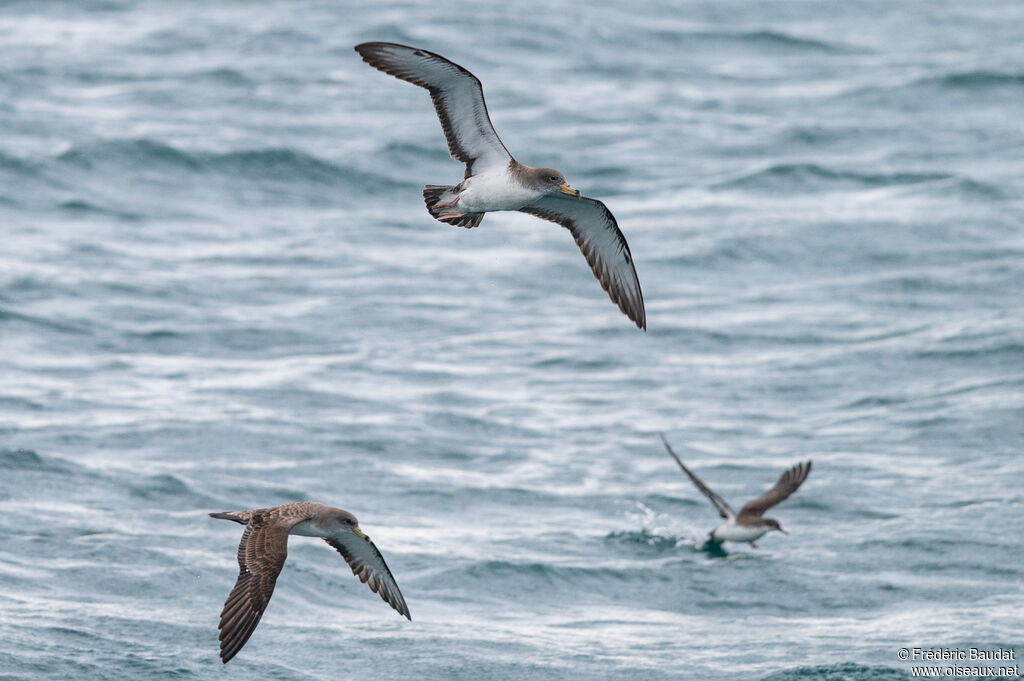 Puffin de Scopoli, Vol