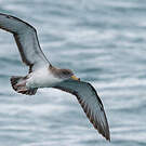 Puffin de Scopoli
