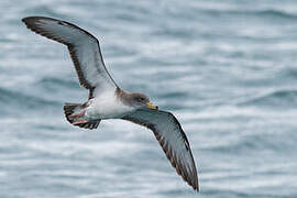 Scopoli's Shearwater