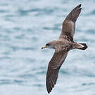 Puffin de Scopoli