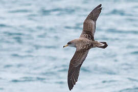 Scopoli's Shearwater