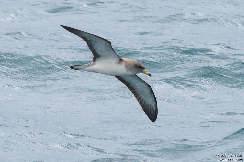 Puffin de Scopoli, Vol