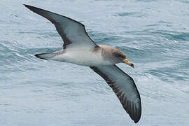 Scopoli's Shearwater