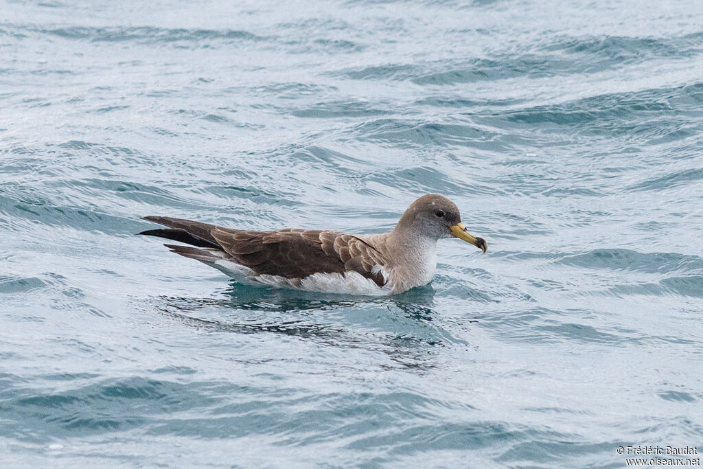 Puffin de Scopoli, nage